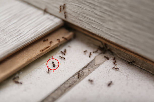 Best Insect Control  in Farmington, UT