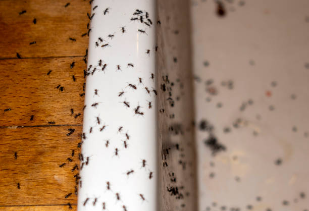 Best Best Pest Control Companies  in Farmington, UT
