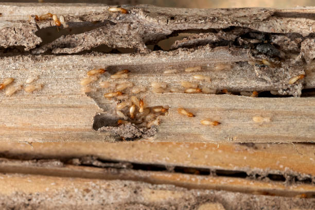 Best Exterminator Services  in Farmington, UT