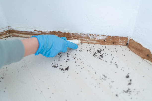 Best Flea Control Services  in Farmington, UT
